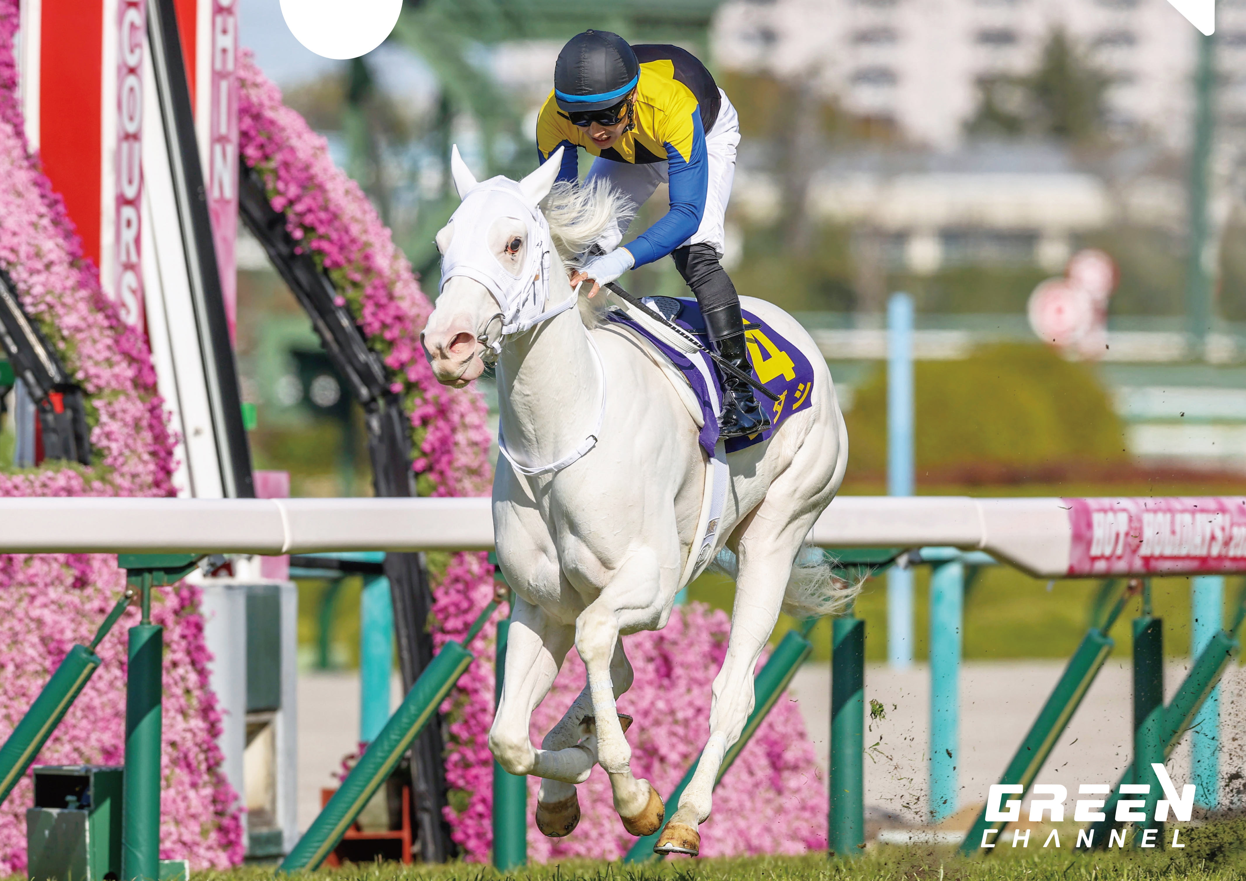 ｊｒａカレンダー グリーンチャンネルオリジナルクリアファイルプレゼント 中央競馬を見るならグリーンチャンネル