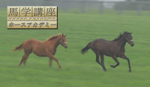 新・馬学講座ホースアカデミー