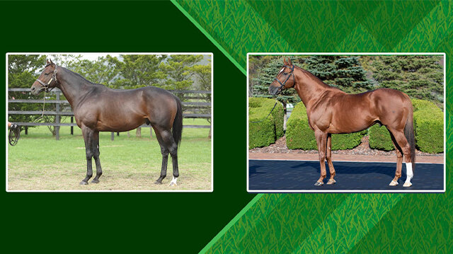 スタリオンライブラリー