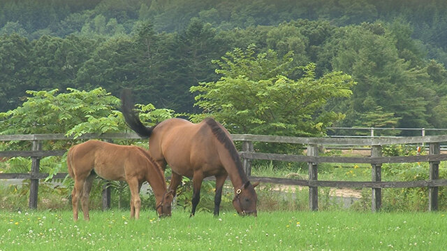馬産地通信