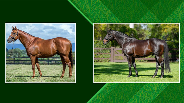 スタリオンライブラリー